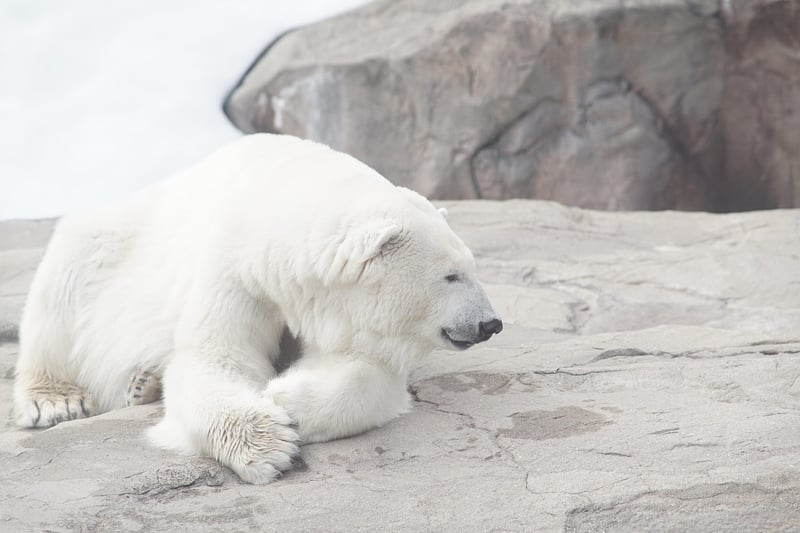 Polar Radiance Ceremonies